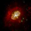 etacarinae1
