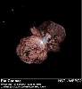 etacarinae2